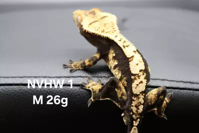 plant/24-NVHW-01-0-thumbnail