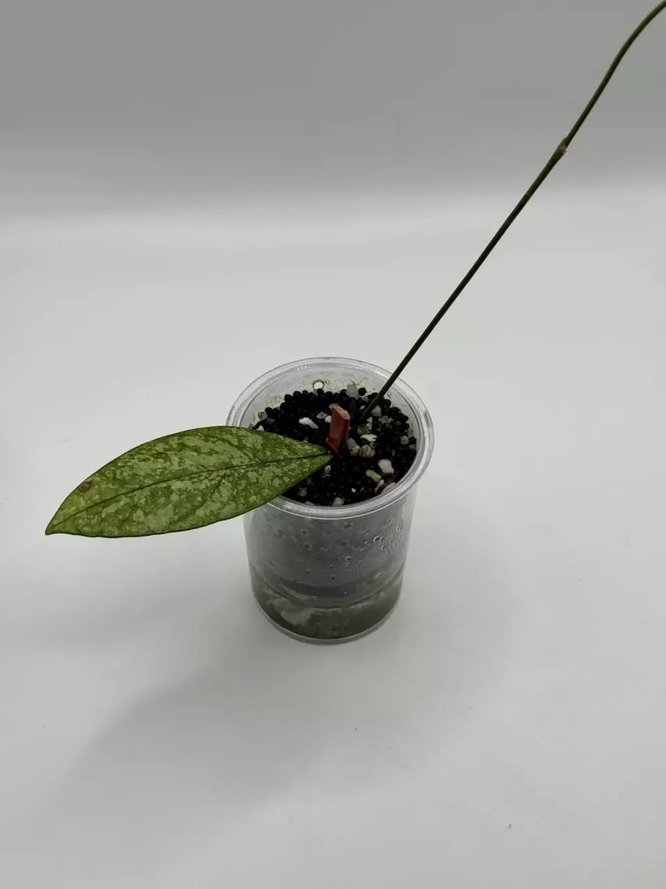 plant/H Crass Splash-0