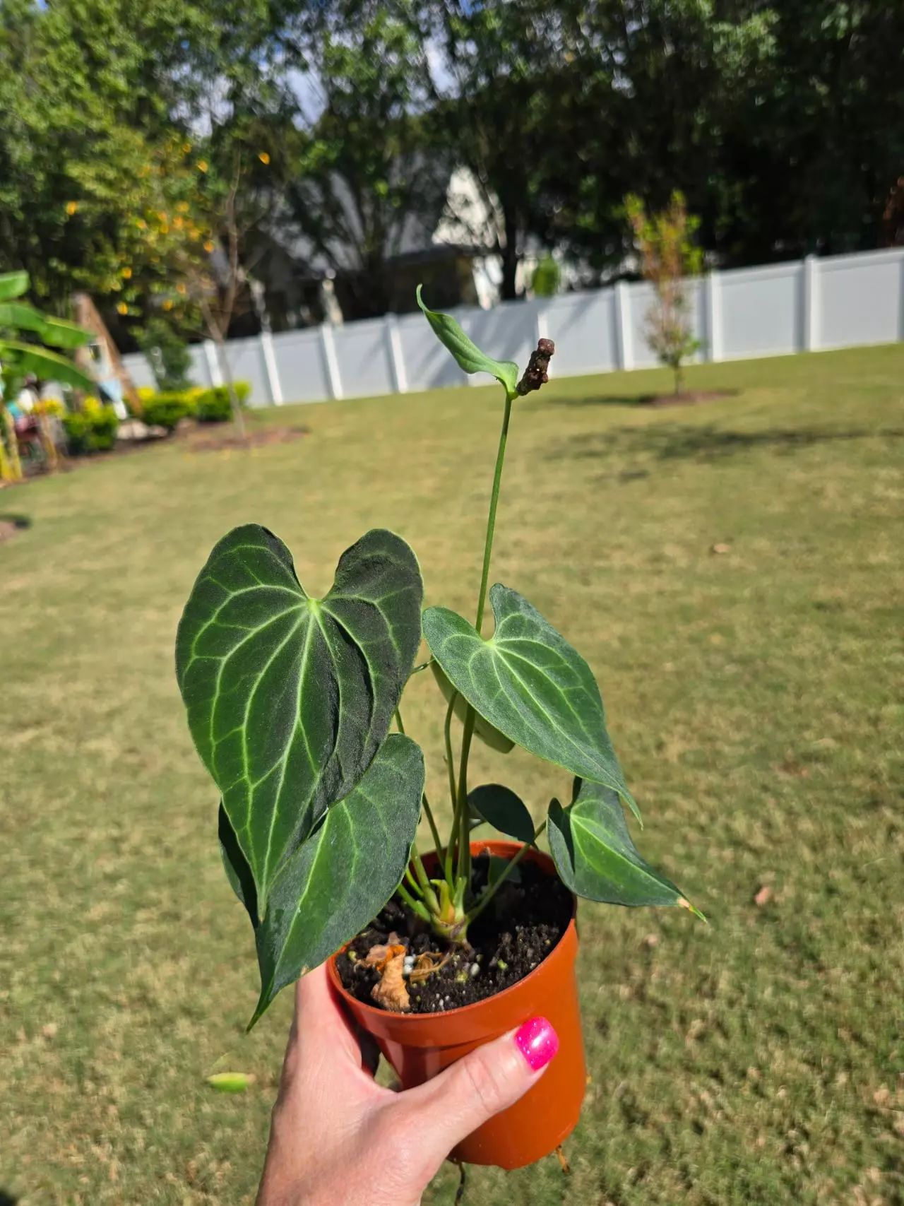 plant/0983 Anthurium Clarinervium 4"-0