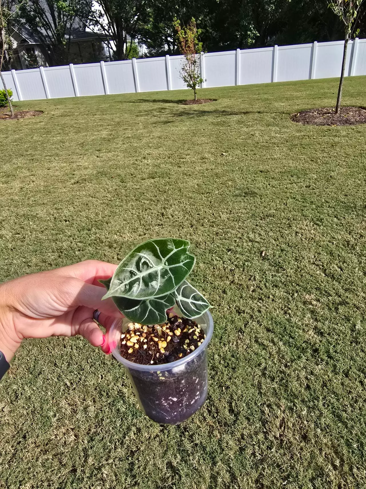 plant/Alocasia Watsoniana-0