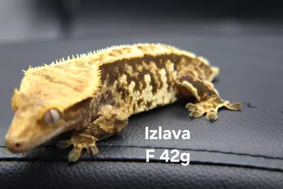 plant/Izlava-0-thumbnail