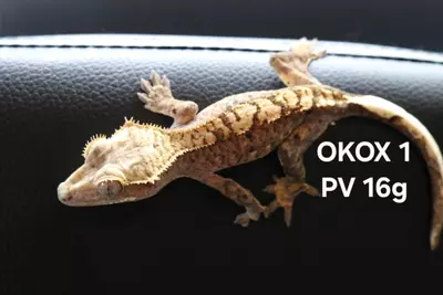 plant/24-OKOX-01-0-thumbnail