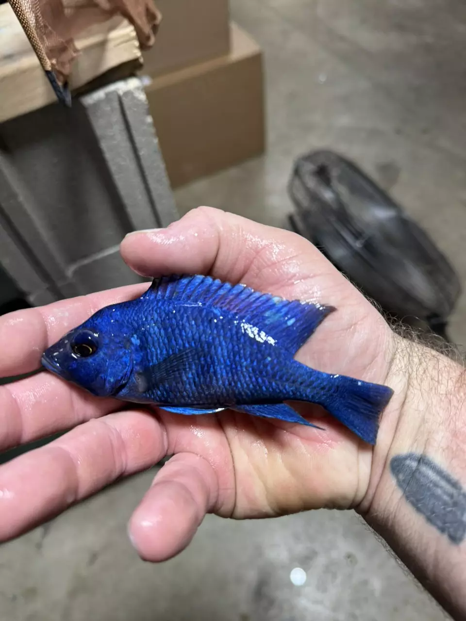 plant/Star Sapphire 4.5”+ light chips (NOT EXACT FISH-SAME QUALITY)-0