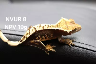 plant/24-NVUR-08-0-thumbnail