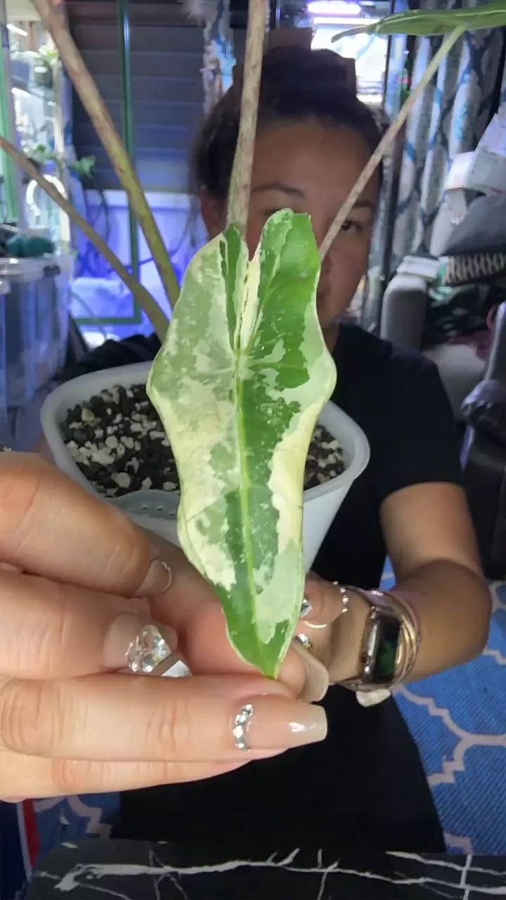 plant/Sarian Albo Corm-0