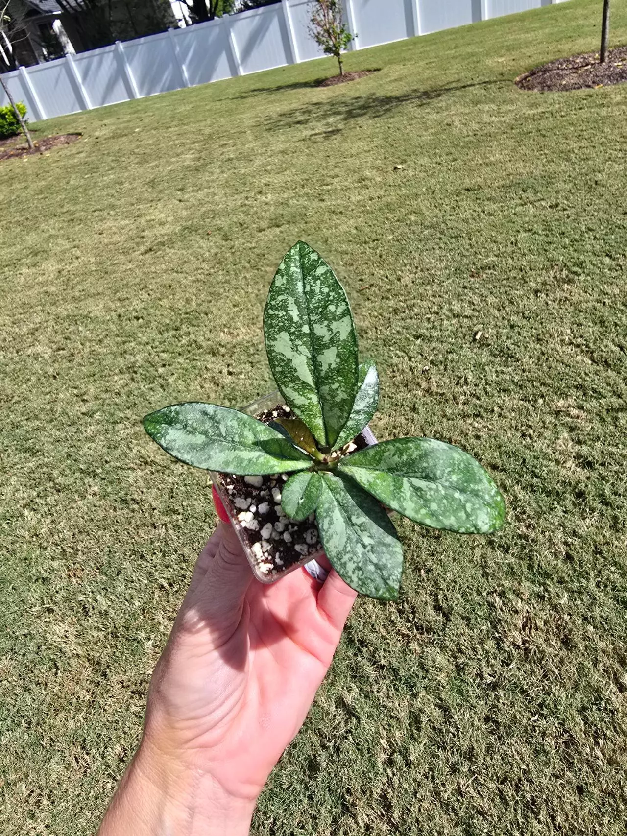 plant/Hoya Crassipetiolata Splash-0