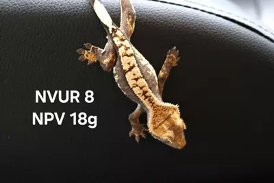 plant/24-NVUR-08-0-thumbnail