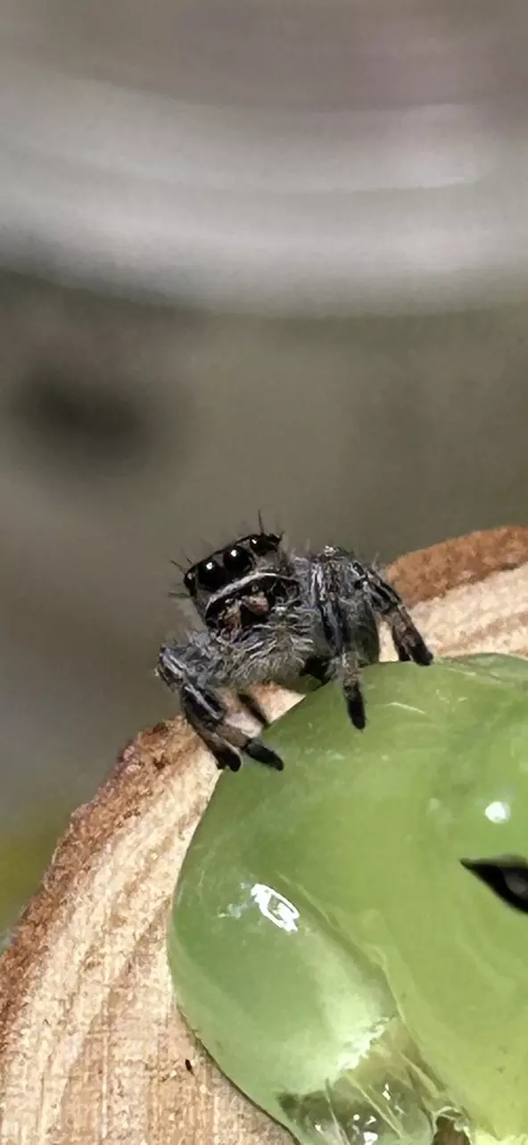 plant/Phiddipus Regius-0