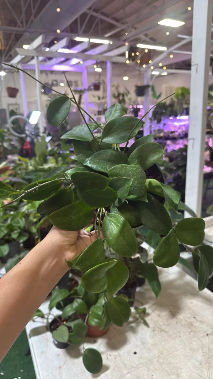 plant/1611 hoya geneviene-0