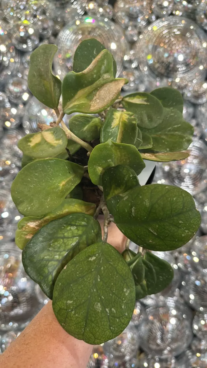plant/Hoya obovata inner variegated-0