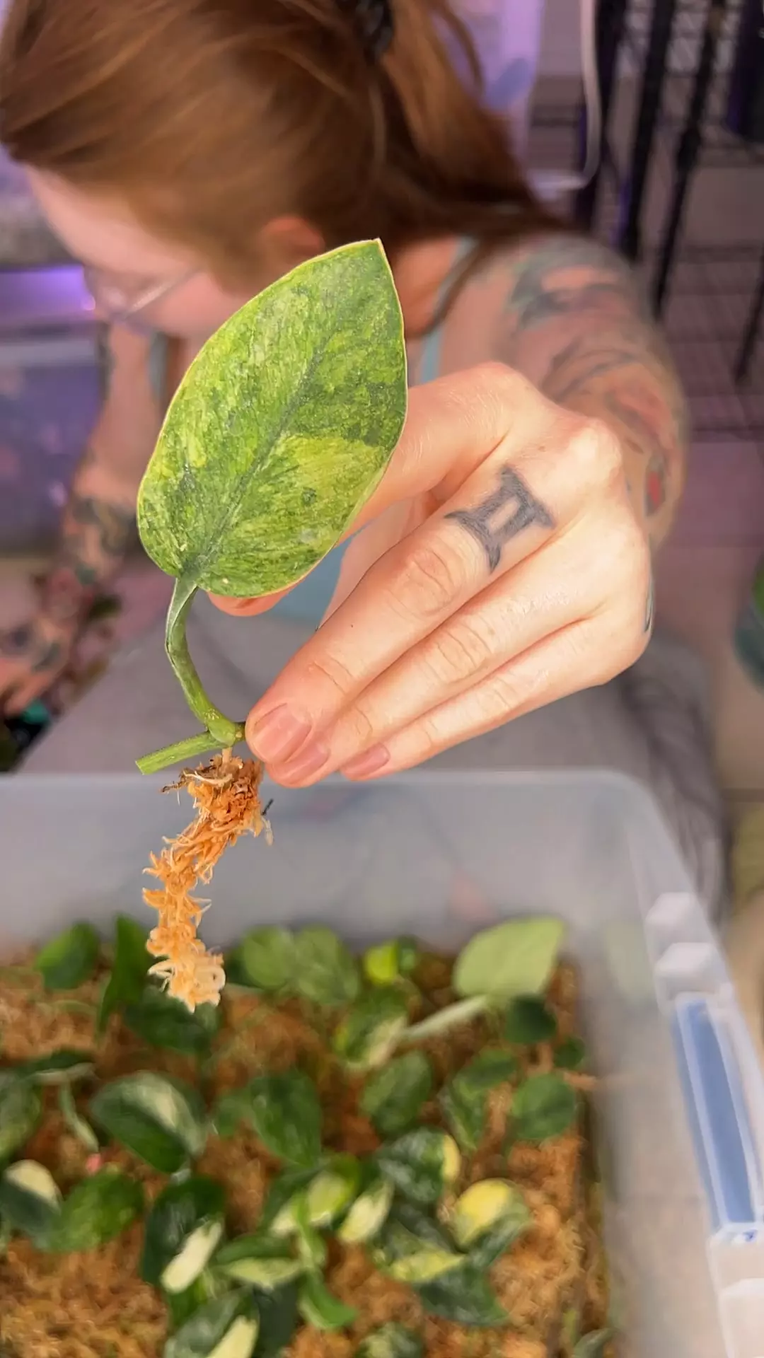 plant/Spearmint FC-0