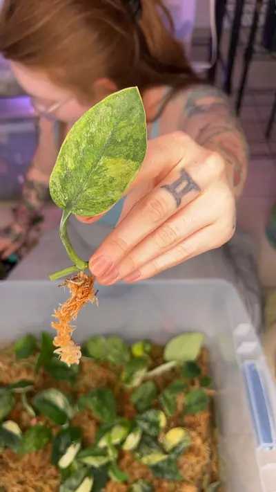 plant/Spearmint FC-0-thumbnail