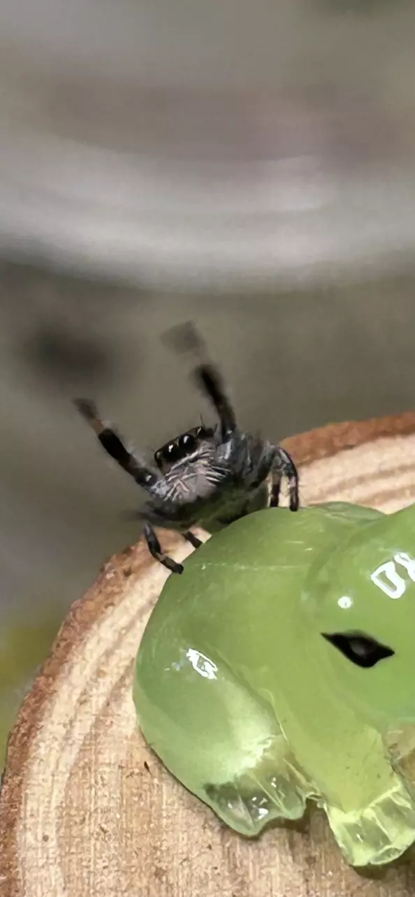 plant/Phiddipus Regius-1