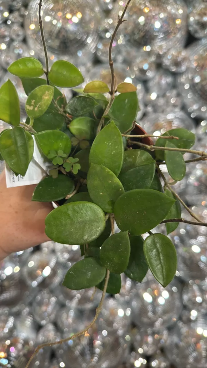 plant/Hoya Chouke-0