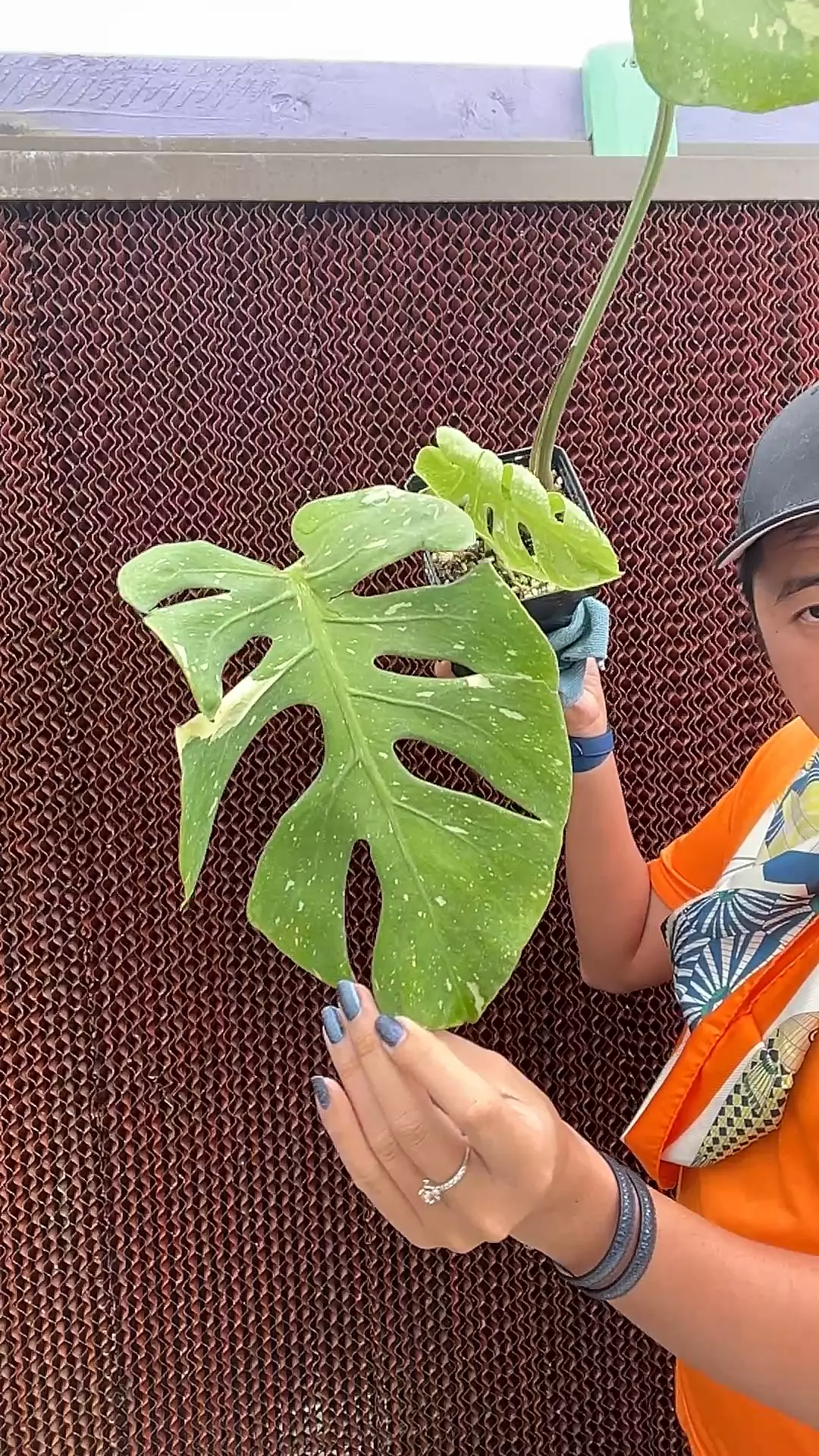 plant/1660 Monstera Fishbone-0