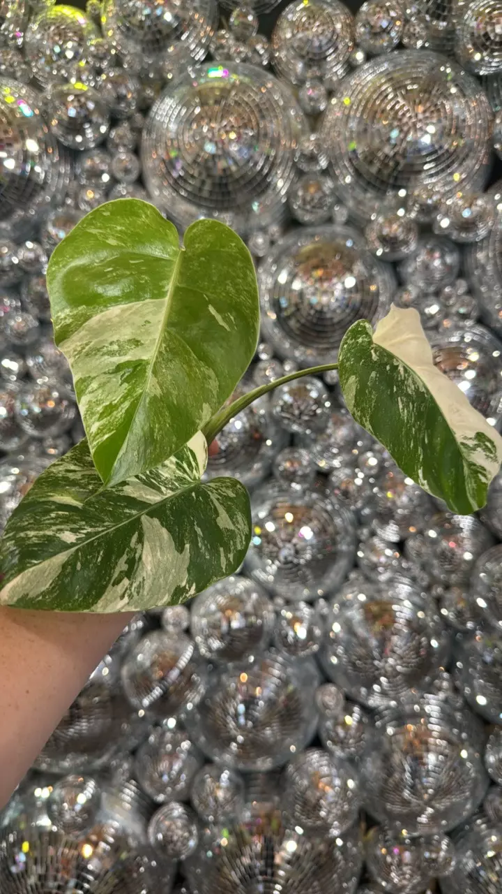 plant/Monstera Albo top cut-0