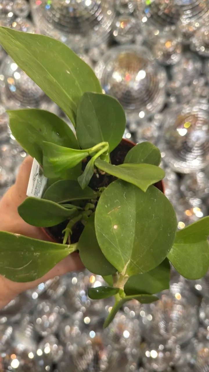 plant/Hoya pachyclyda-0