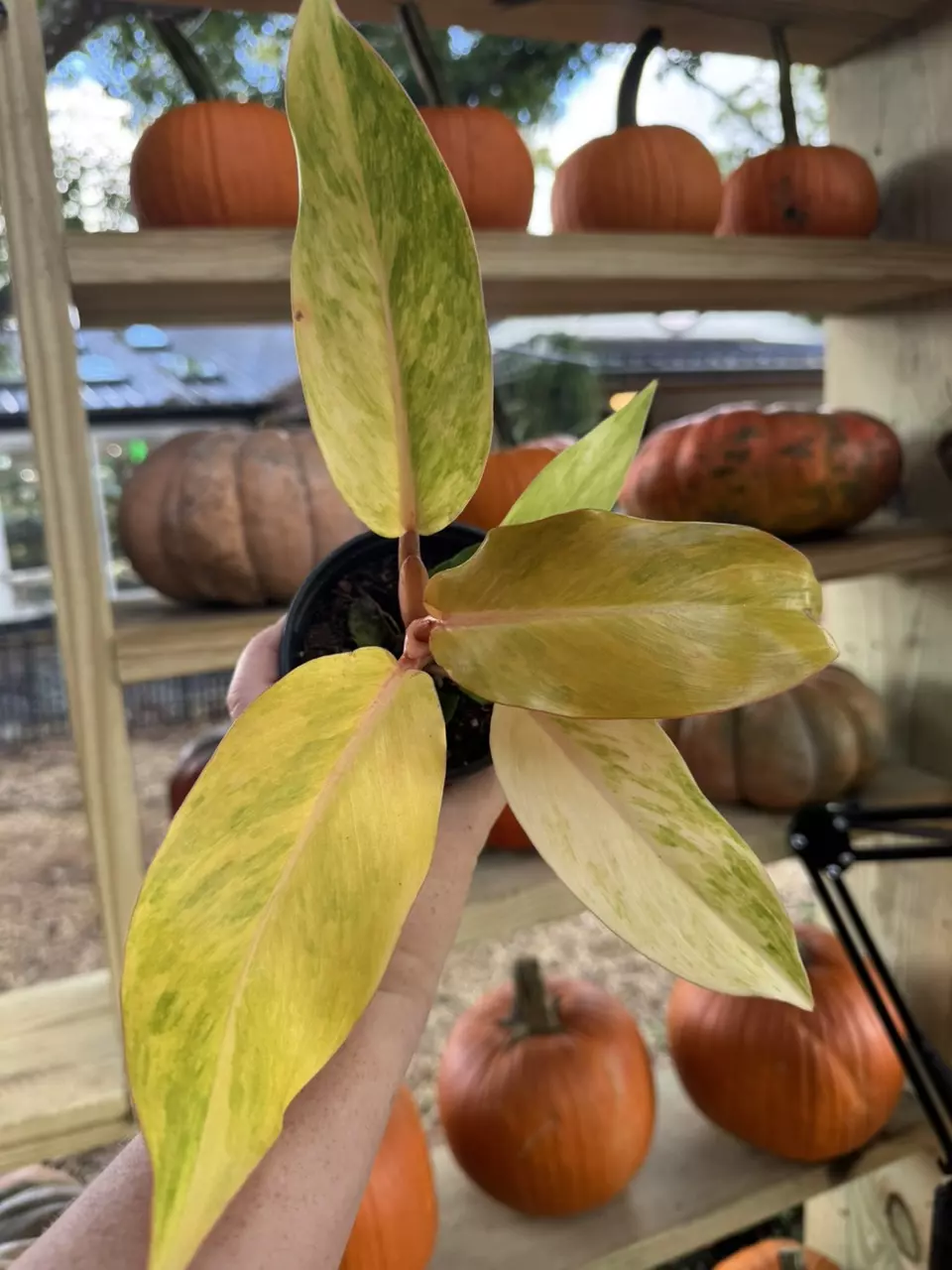 plant/Orange marmalade-0