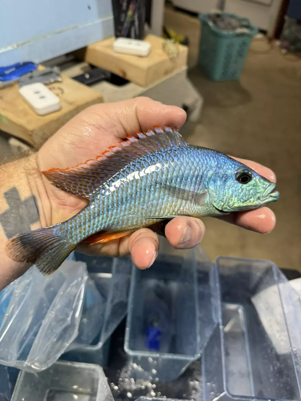 plant/Stragatus 7” (NOT EXACT FISH/SAME QUALITY)-0