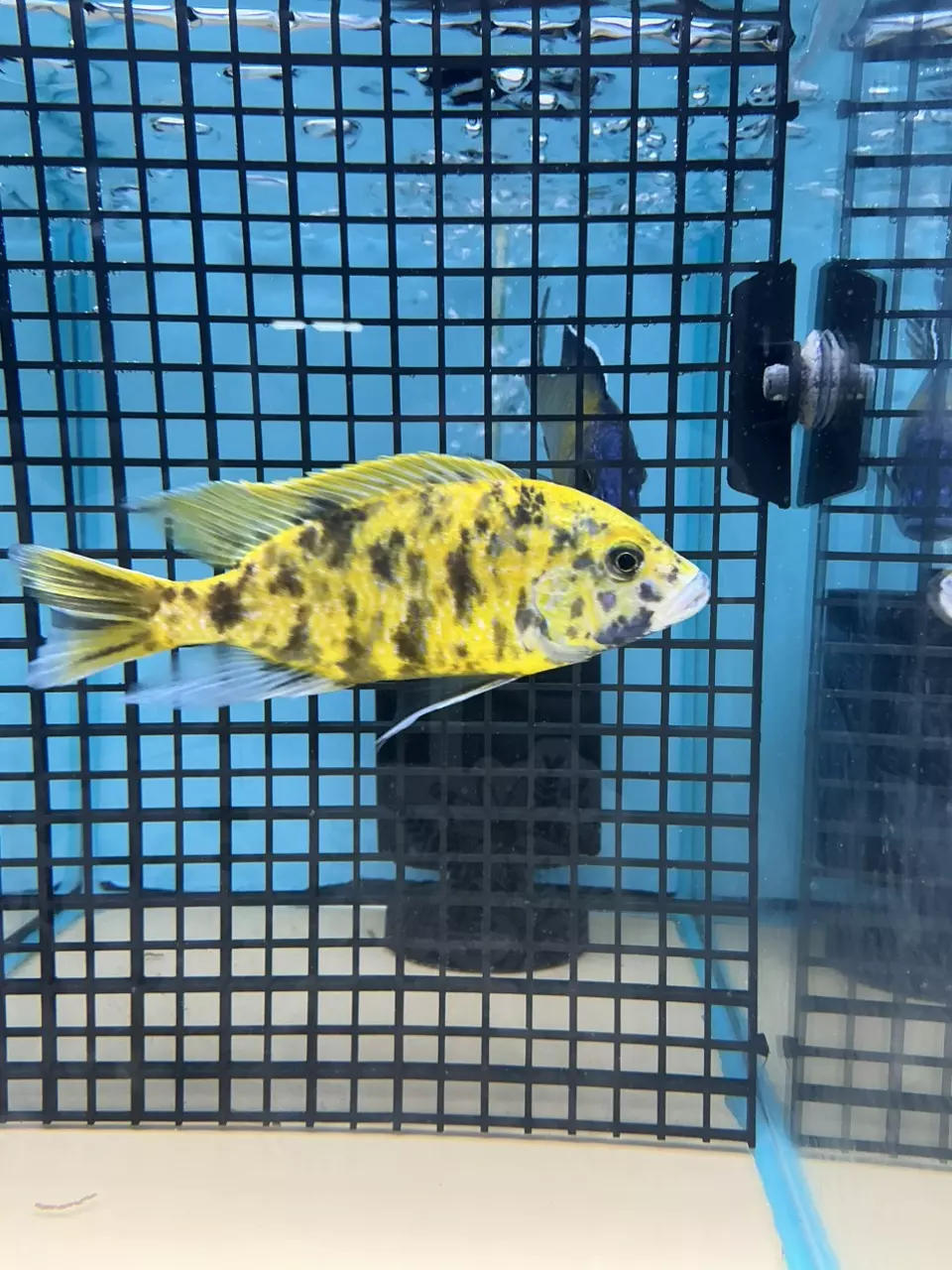 plant/Ob venustus 5”+ not exact fish-0