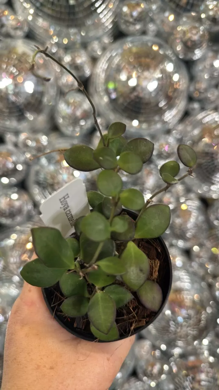 plant/Hoya Carmelae-0