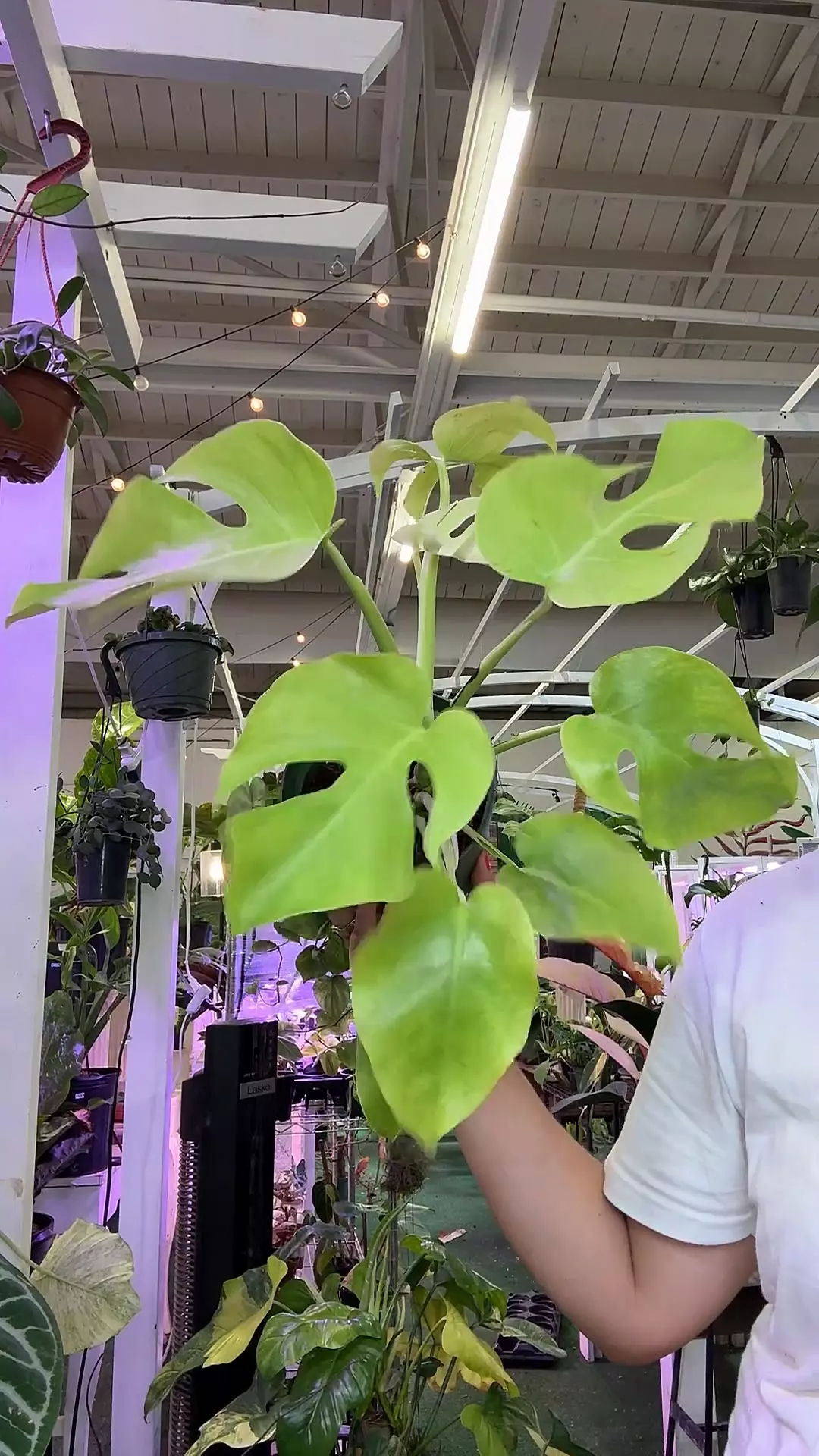 plant/0794 monstera lemon line-0