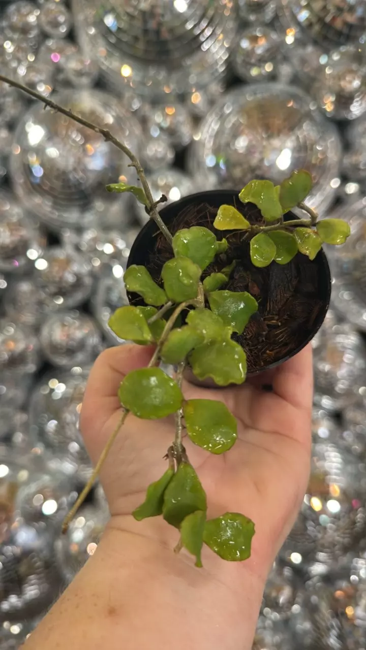 plant/Hoya kanyukamariana-0