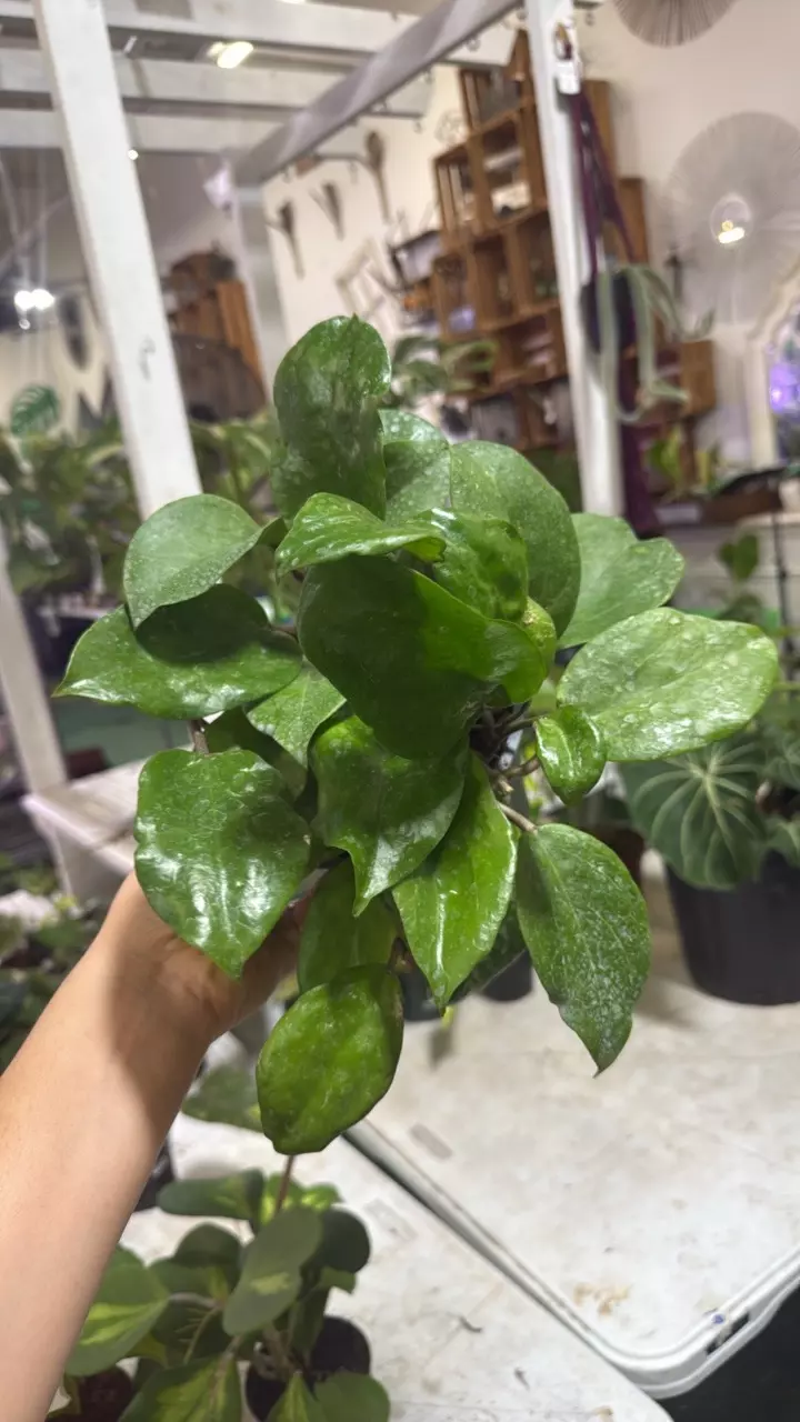 plant/0618 hoya suriogaoensis-0