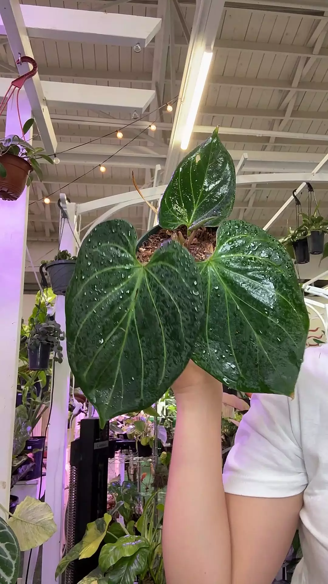 plant/1558 Anthurium KOS-0