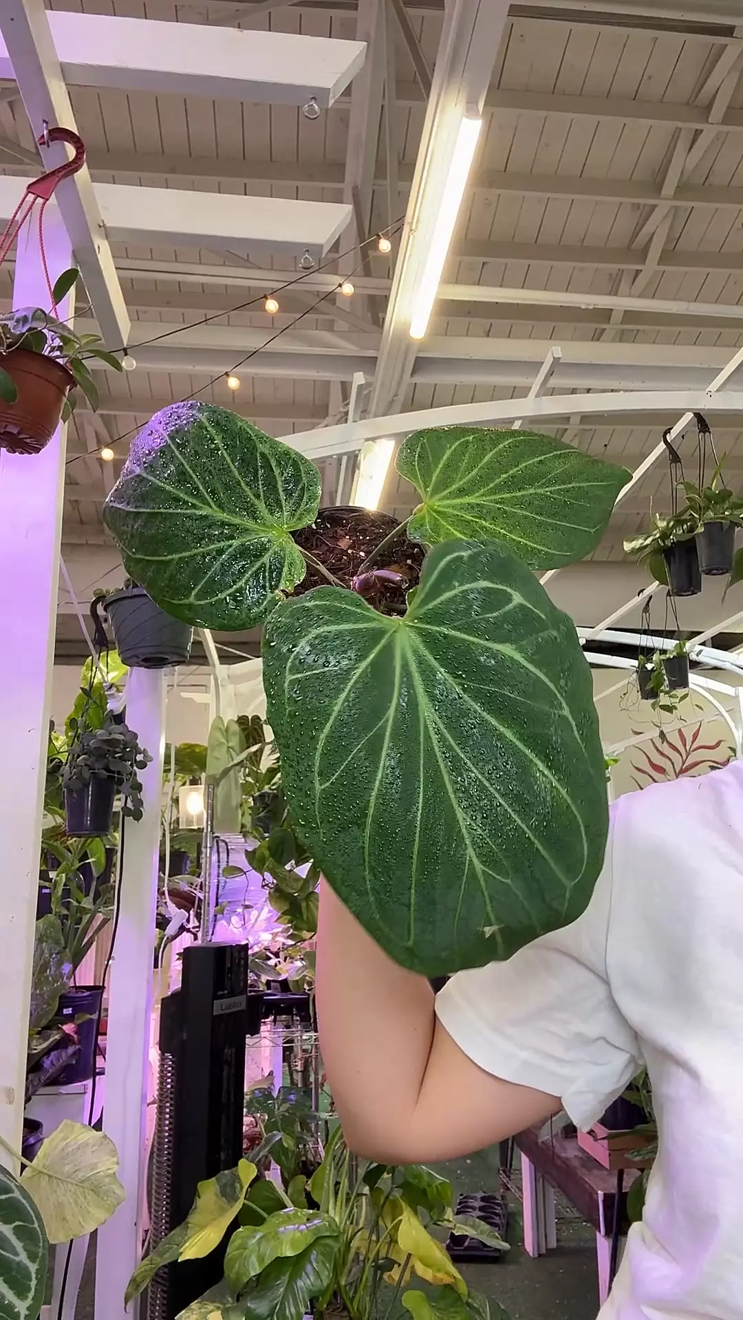 plant/0186 KOS-0