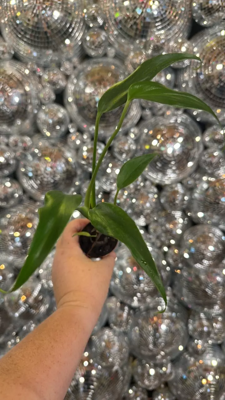 plant/Burle Marx flame-0