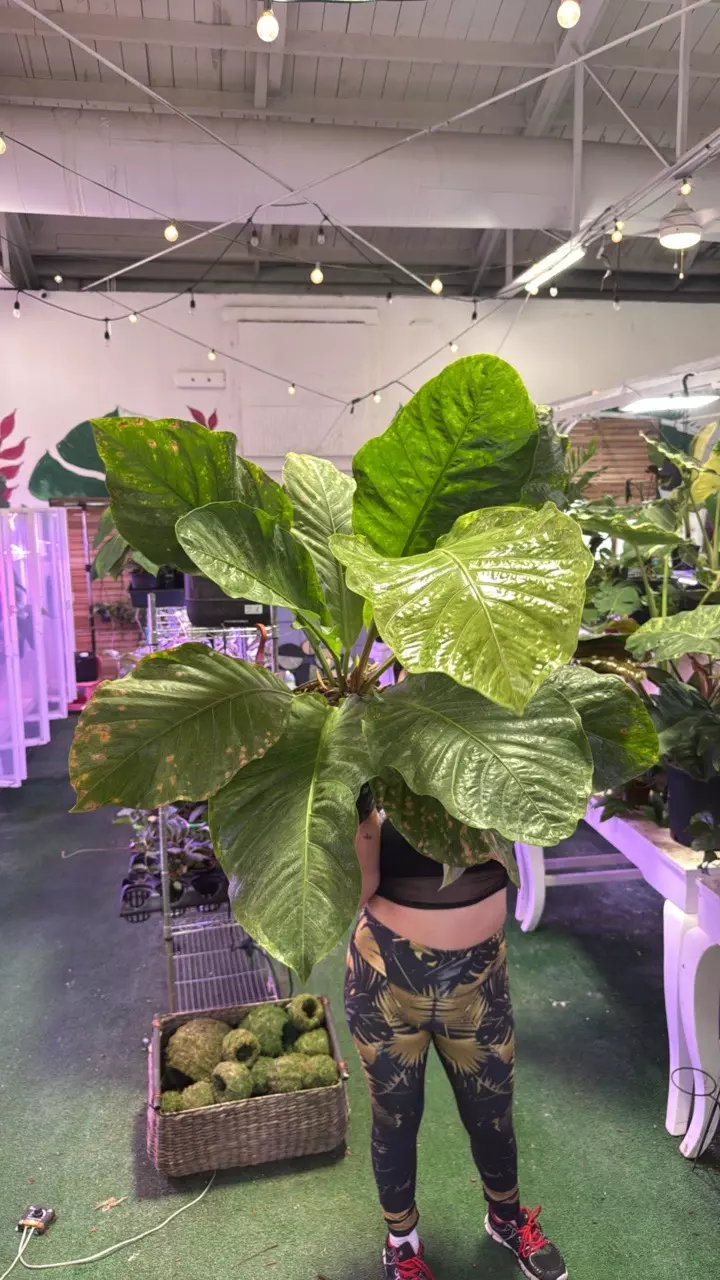 plant/Anthurium reinnsansancer 0296-0