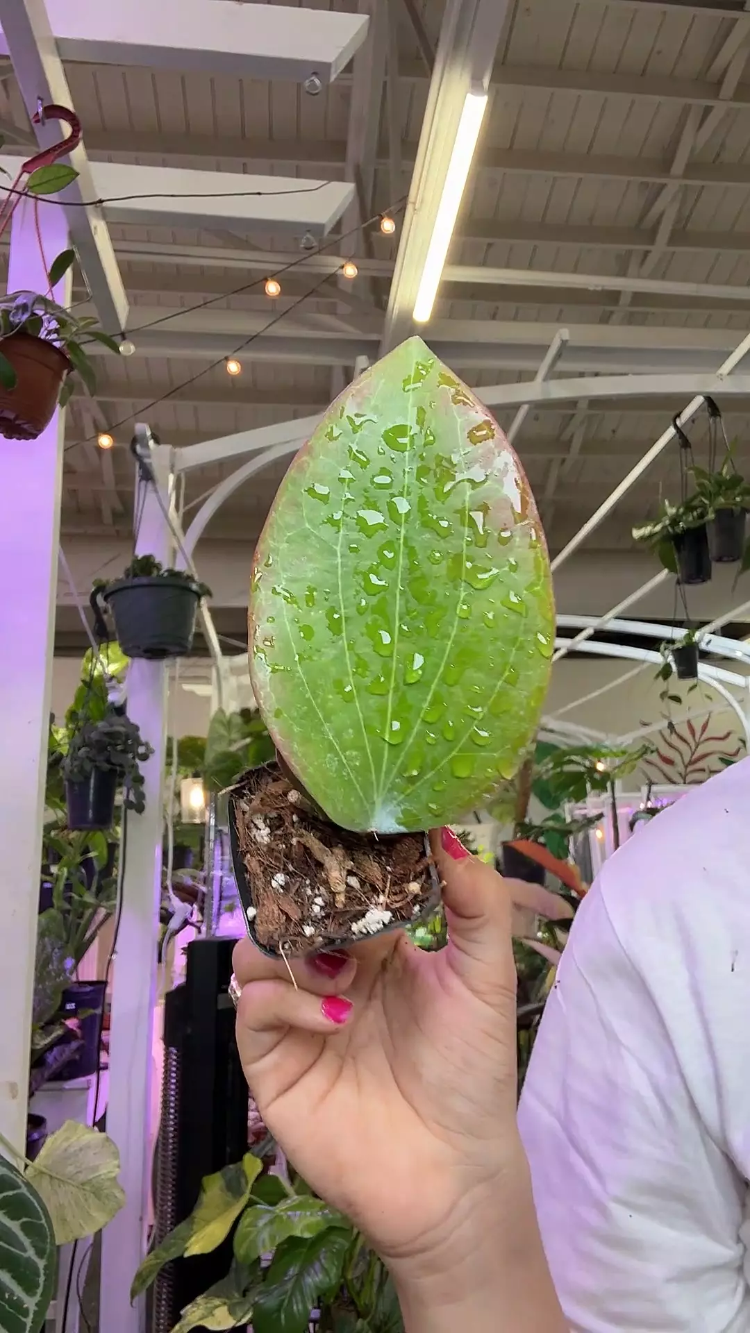 plant/Hoya svp sng 042-0