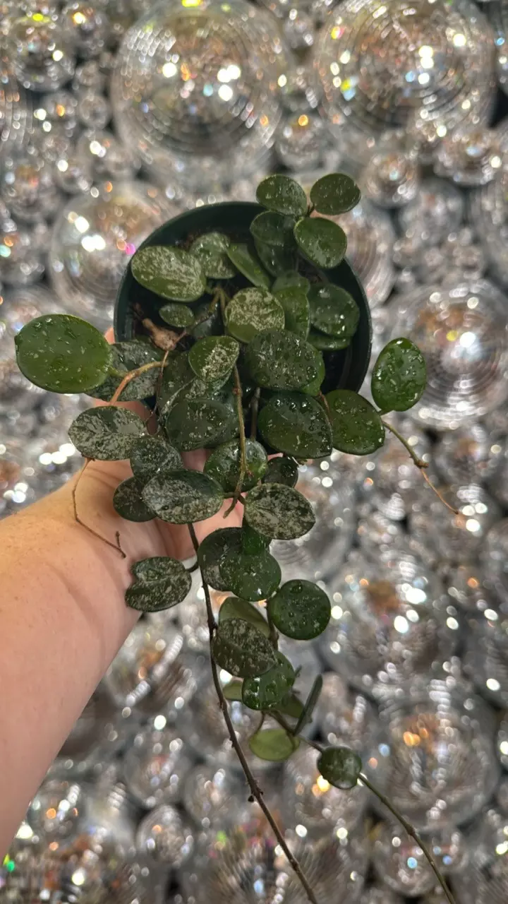 plant/Hoya Mathilde splash-0