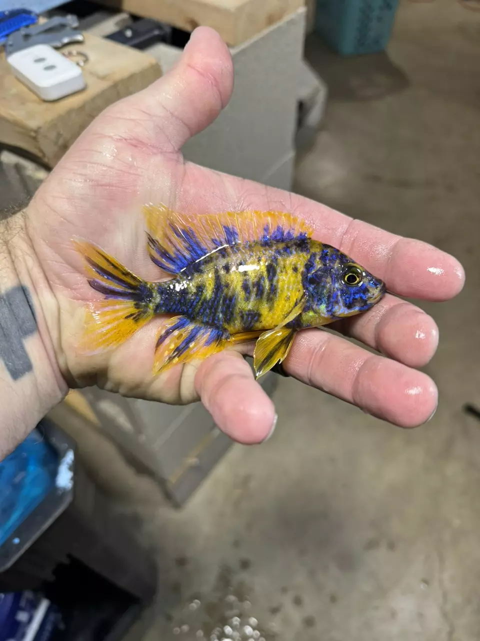 plant/Ob Lwanda 5”+(NOT EXACT FISH/SAME QUALITY)-0