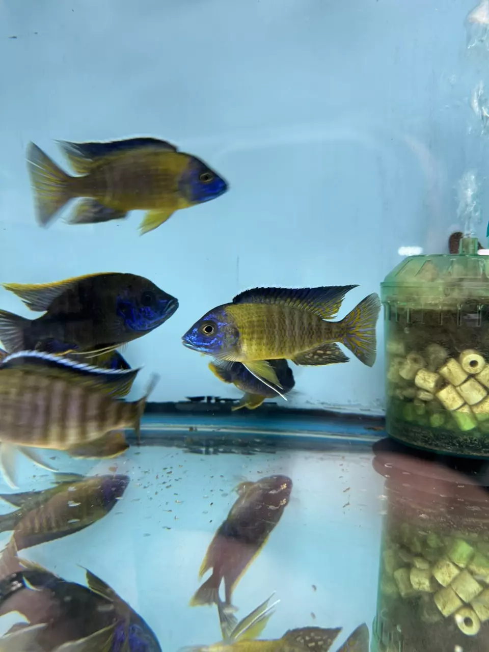 plant/Blue Neons 4,75” (NOT EXACT FISH/SAME QUALITY)-0