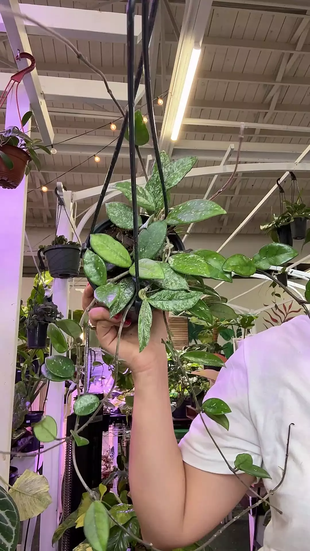 plant/0219 Hoya Wilbur graves splash-0