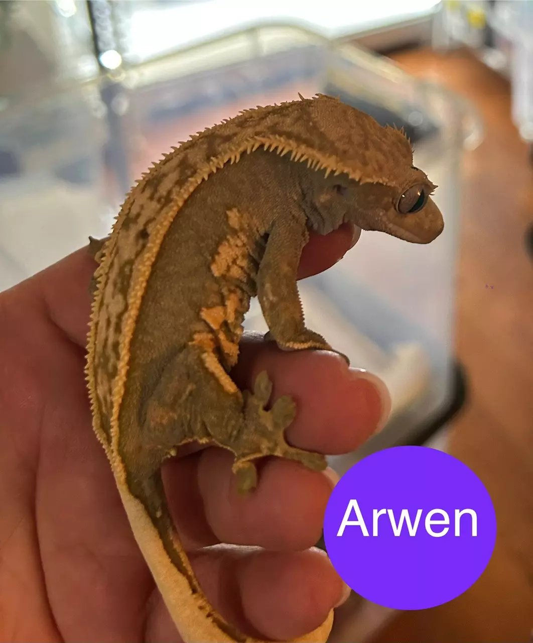 plant/Arwen-0