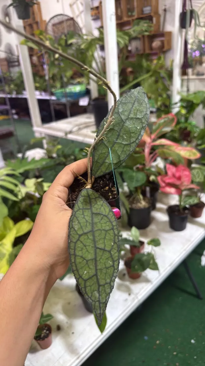 plant/1000 hoya clemensiorum-0