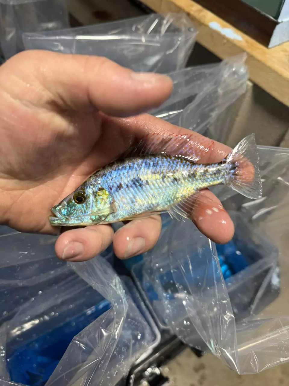 plant/Ob Eyebiter 5” (NOT EXACT FISH/SAME QUALITY)-0