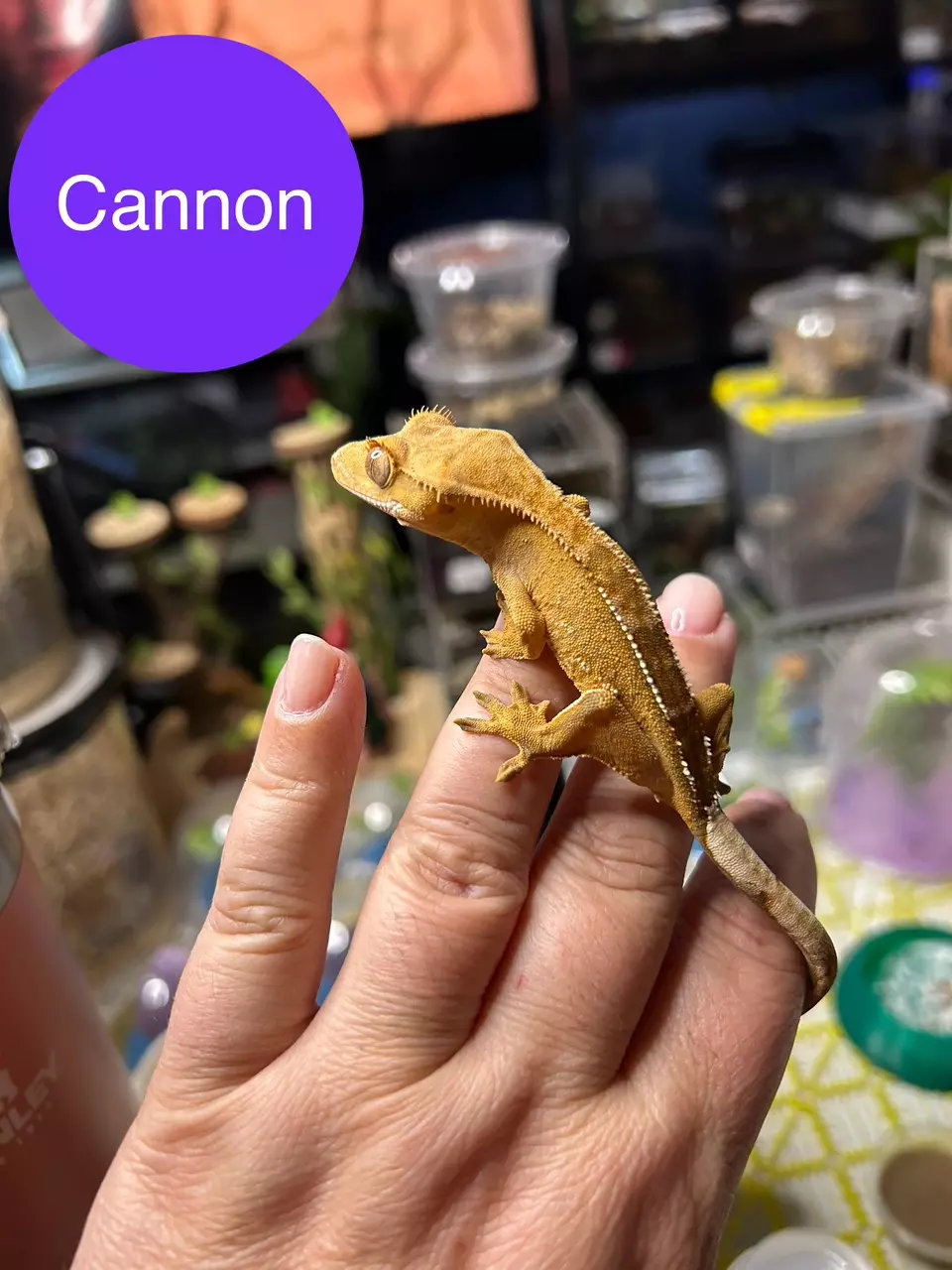 plant/Cannon-0