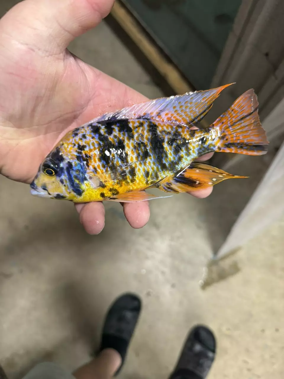 plant/Ob sulfer head 7”(NOT EXACT FISH/SAME QUALITY)-0