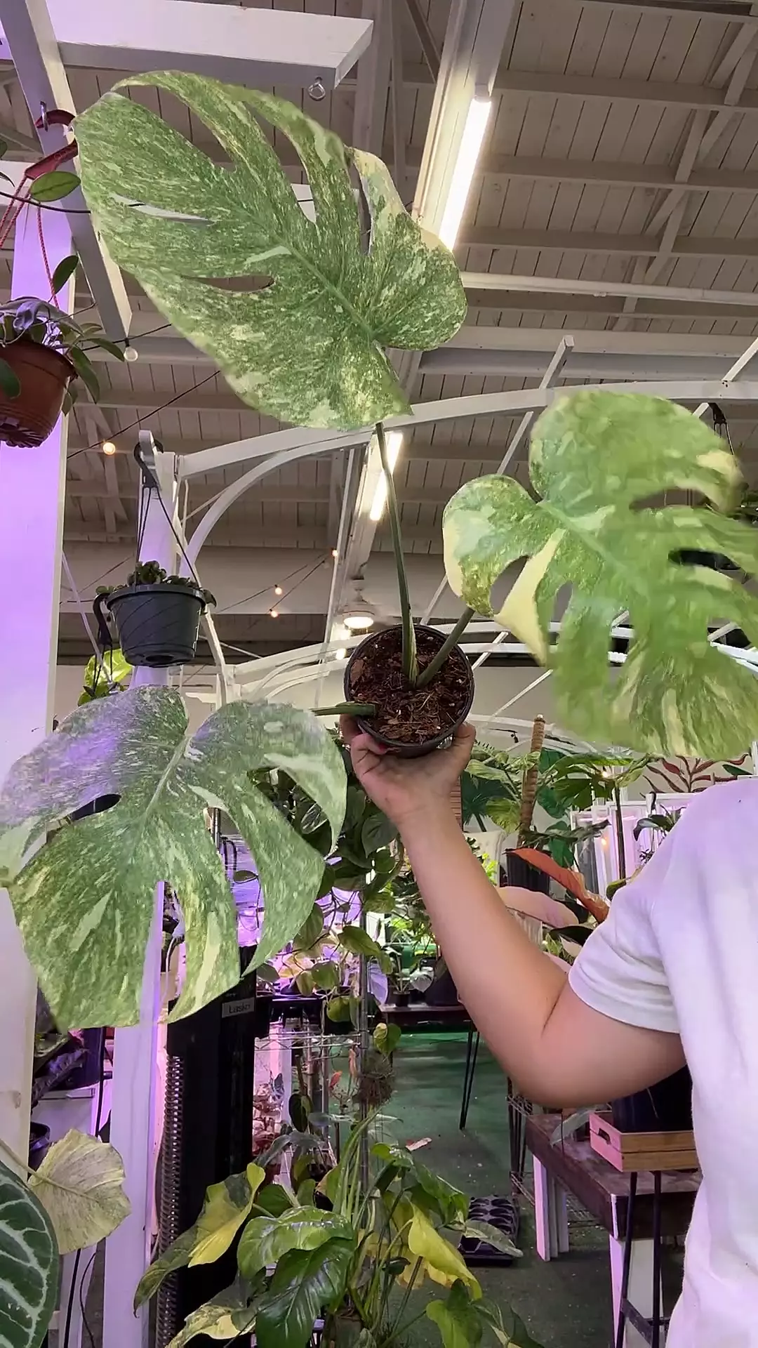 plant/1587 monstera snow queen-0