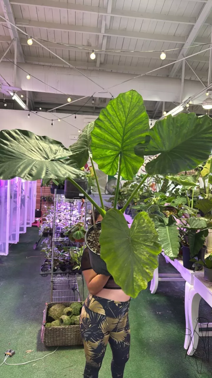 plant/Alocasia macrrohiza aurea 0225-0
