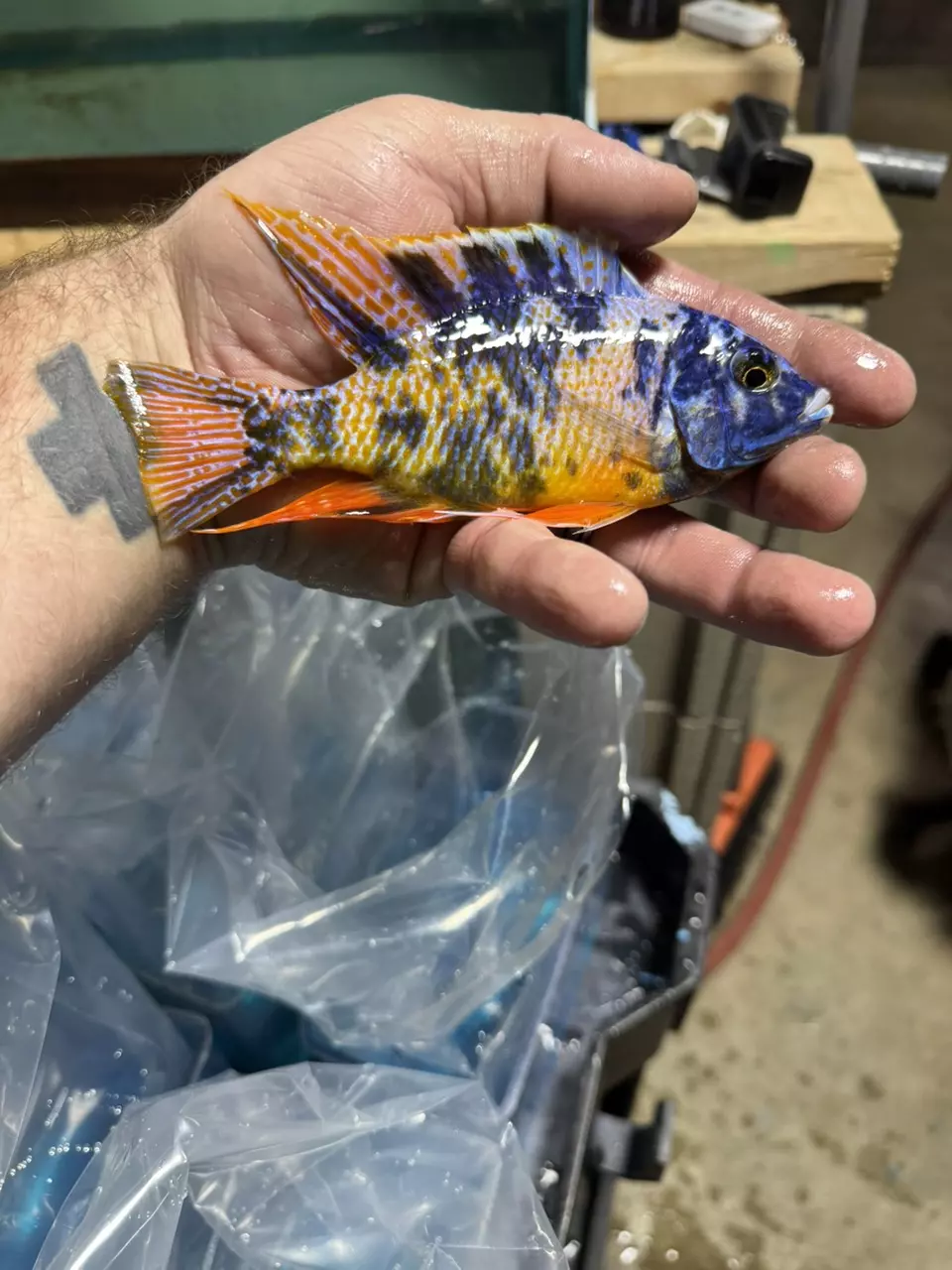 plant/Ob Blue gold 5”+ (NOT EXACT FISH/SAME QUALITY)-0