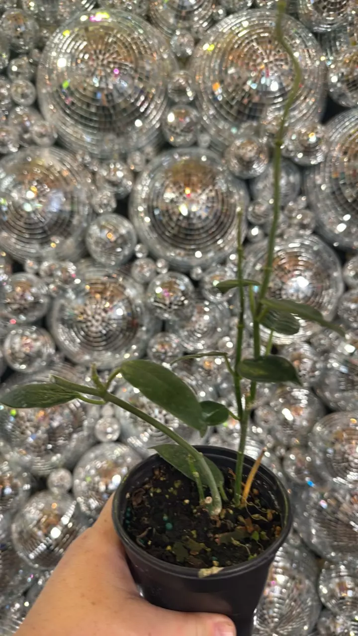 plant/Hoya monette-0