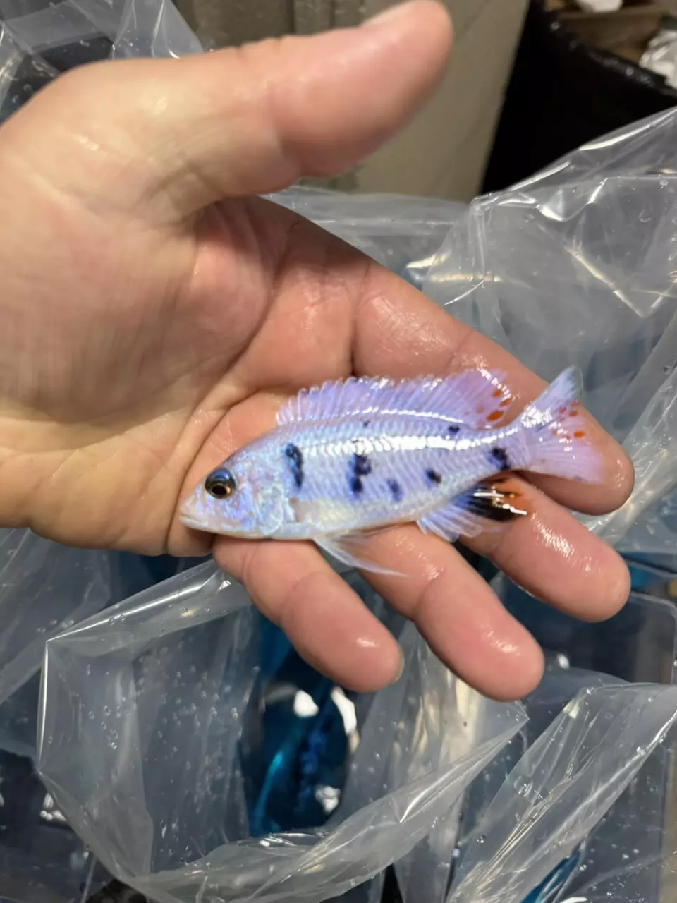 plant/Ob Plat 4”(NOT EXACT FISH/SAME QUALITY)-0