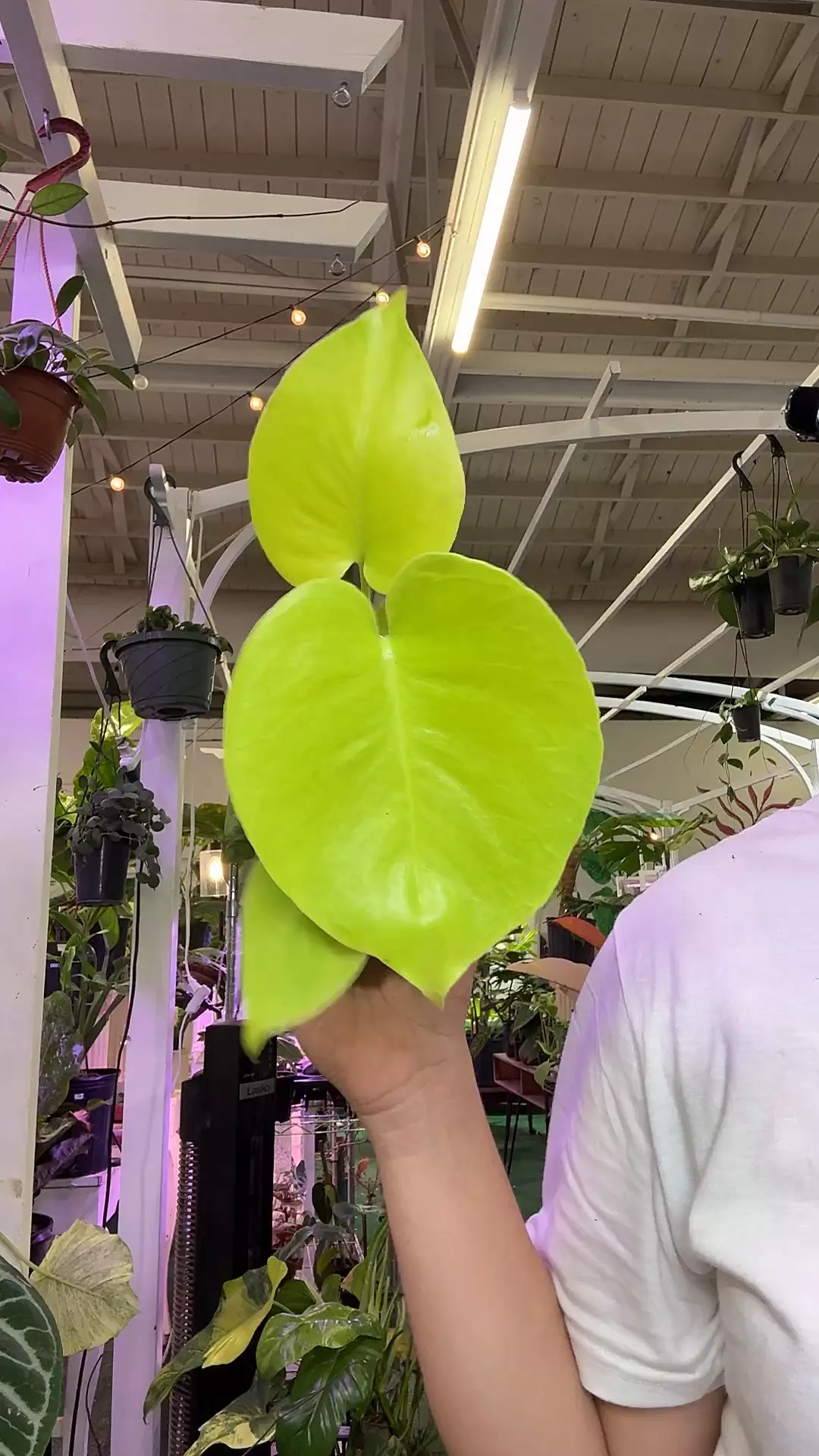 plant/monstera lemon lime 4”-0