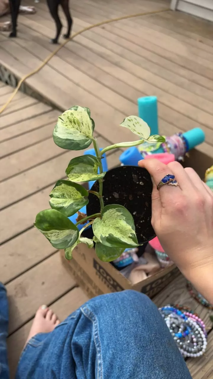 plant/njoy pothos-0
