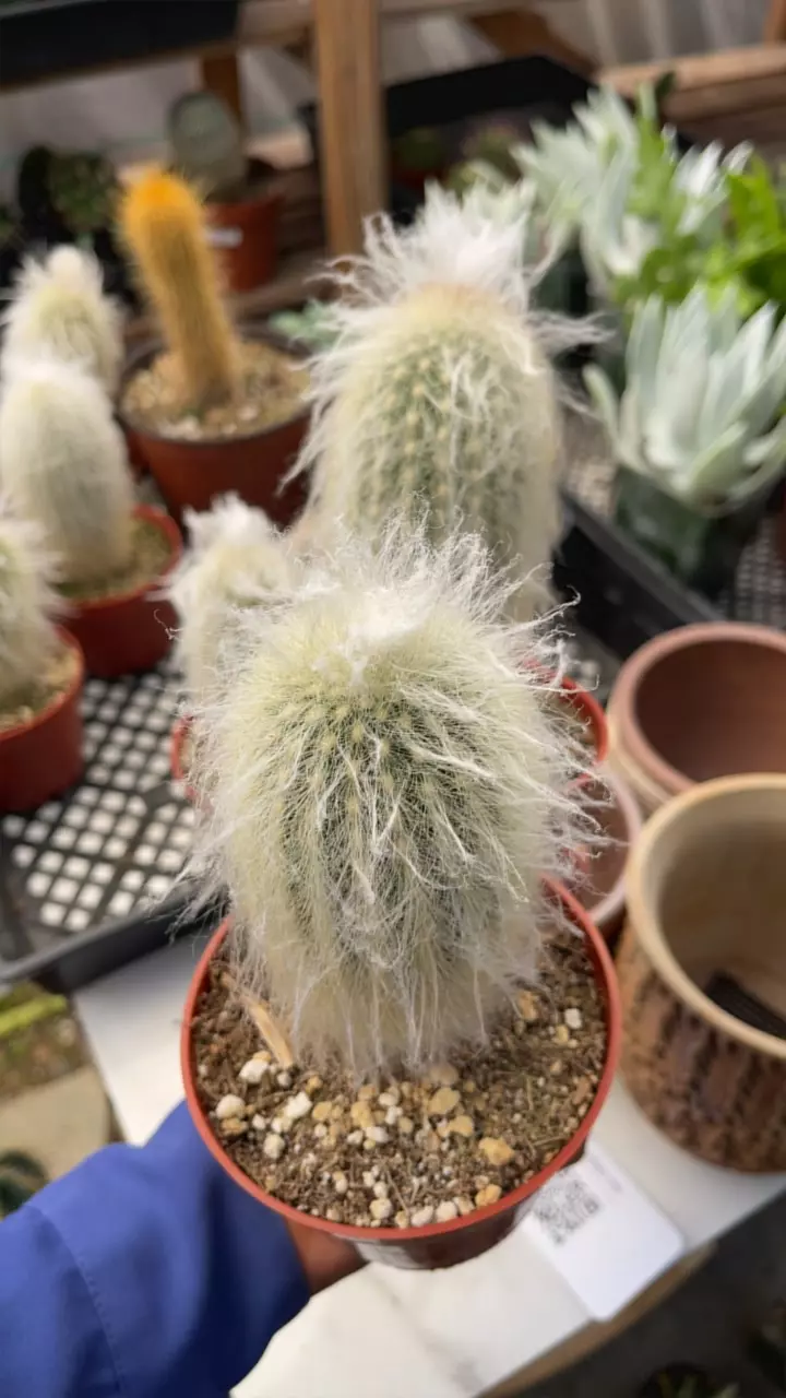 plant/4” old man cactus GC-0